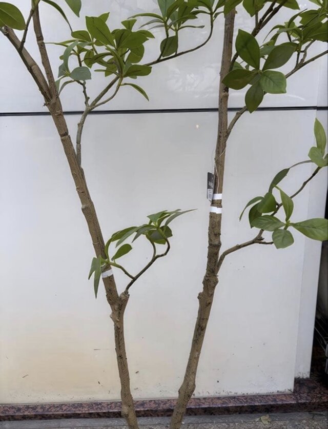 光触媒 人工観葉植物 ウォールグリーン フェイクグリーン マダガスカル