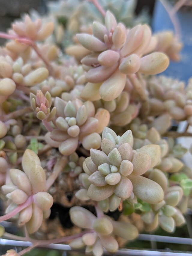 多肉植物 姫秀麗A 多肉植物 姫秀麗 15カット カット苗 | iichi 日々の暮らしを心地よく