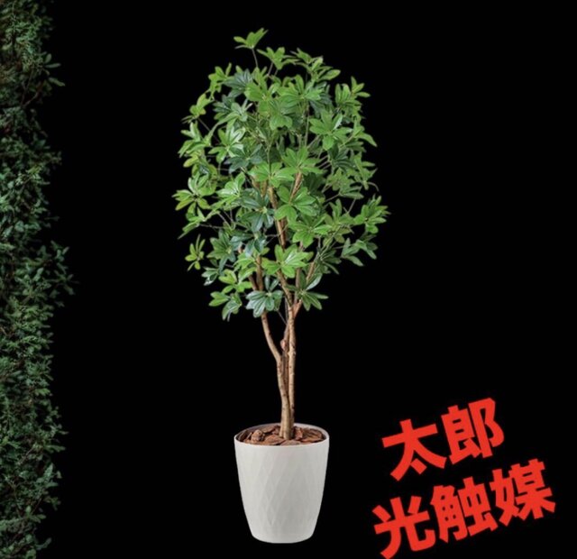 光触媒 人工観葉植物 ウォールグリーン フェイクグリーン カポック8321