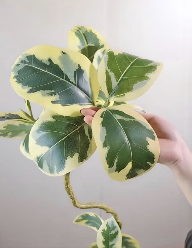 光触媒　人工観葉植物　ウォールグリーン　フェイクグリーン　ツイストアルテシマ@@ 光触媒 人工観葉植物 ウォールグリーン フェイクグリーン ツイスト
