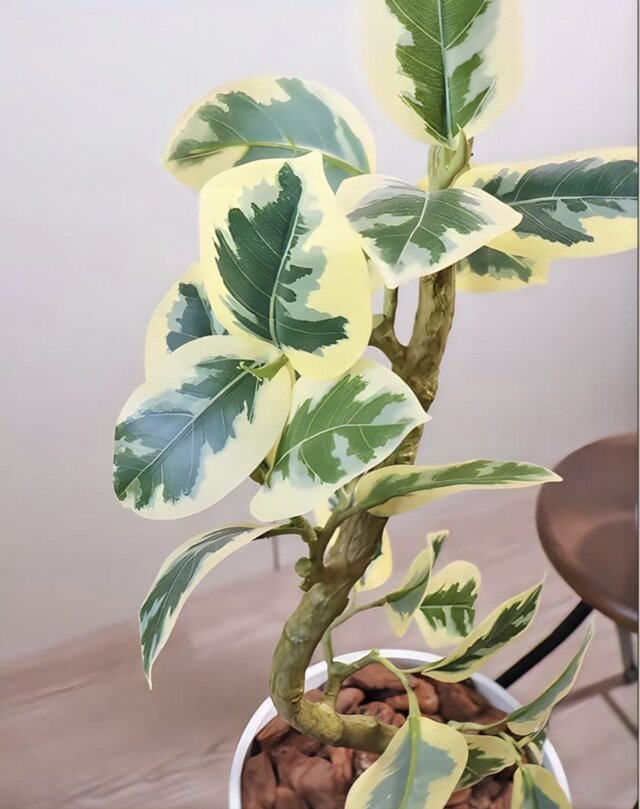 光触媒　人工観葉植物　ウォールグリーン　フェイクグリーン　ツイストアルテシマ@@ 光触媒 人工観葉植物 ウォールグリーン フェイクグリーン ツイスト