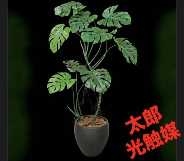 光触媒 人工観葉植物 ウォールグリーン フェイクグリーン モンステラ
