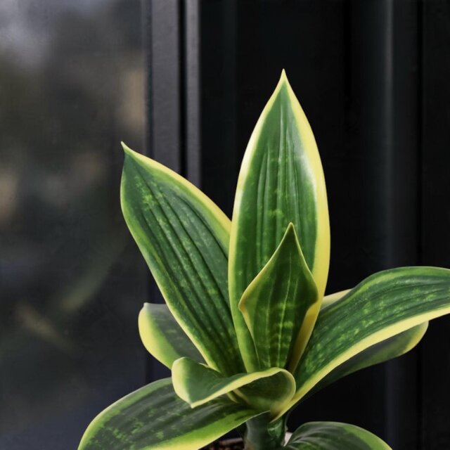 光触媒 人工観葉植物 ウォールグリーン フェイクグリーン サンスベリア