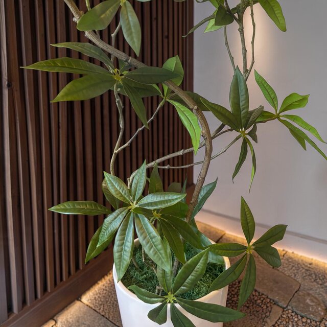 光触媒 人工観葉植物 ウォールグリーン フェイクグリーン コブラパキラ