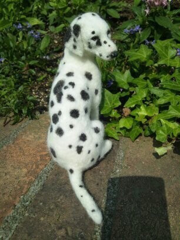 犬 ダルメシアンの画像1枚目