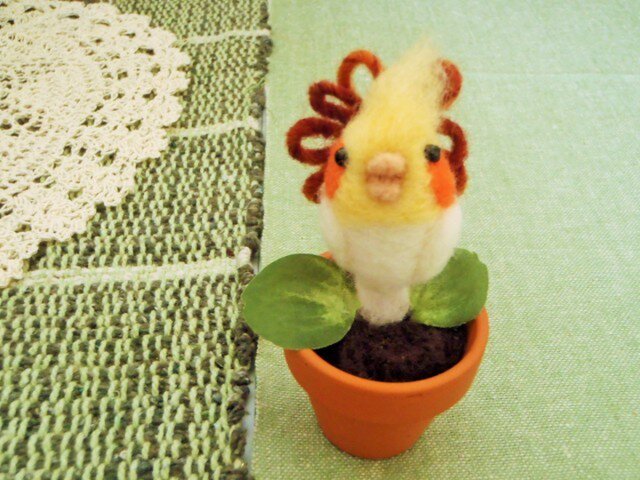 オカメの鉢植えの画像1枚目