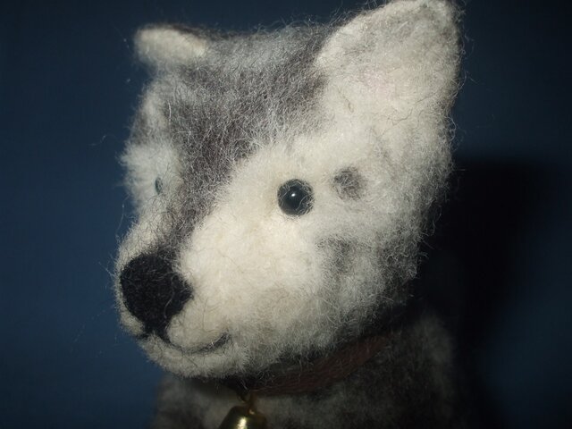 mix犬の画像1枚目