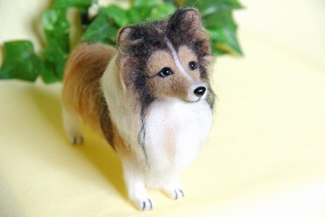 ★【シェルティ セイブル 犬 大きめ】の画像1枚目