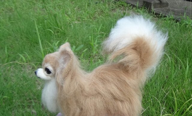 チワワの画像1枚目