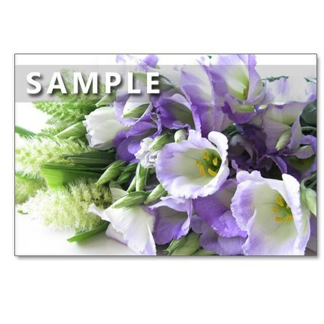 (64) 鮮やかな花たち          ポストカード 　