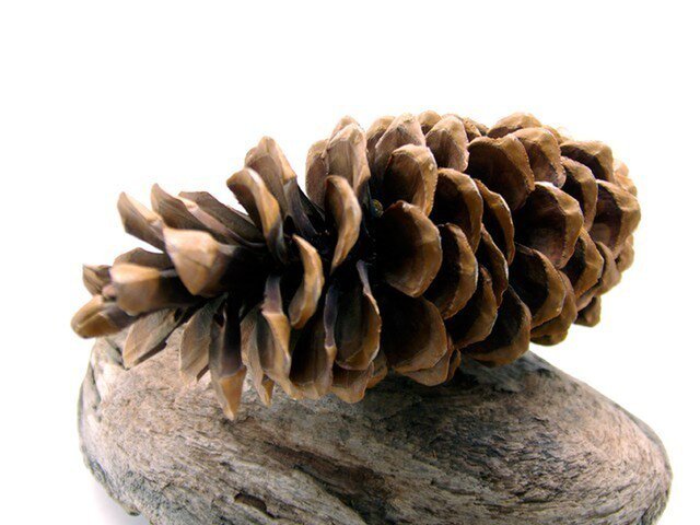 シュガーパインコーン | iichi 日々の暮らしを心地よくする