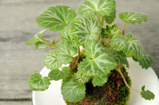 ユキノシタの苔玉の画像1枚目