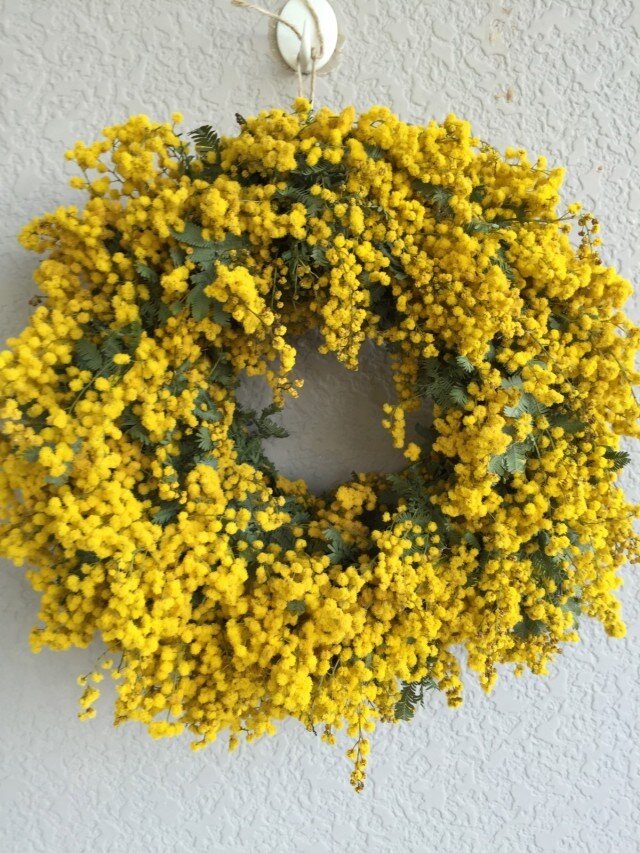 ミモザ 2の画像1枚目