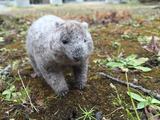 おさんぽ*ウォンバットの画像1枚目