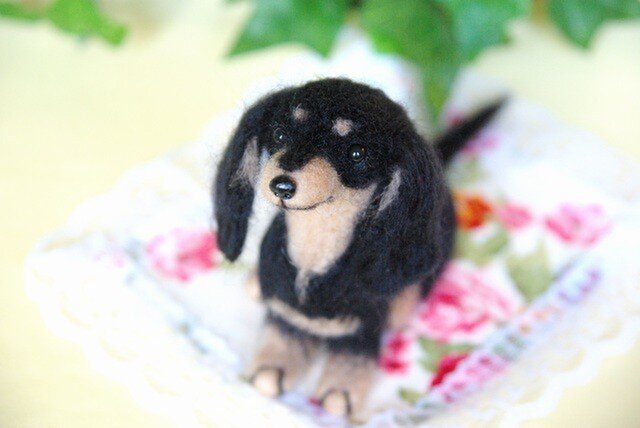 ★【ダックスフント ブラック タン 犬】の画像1枚目