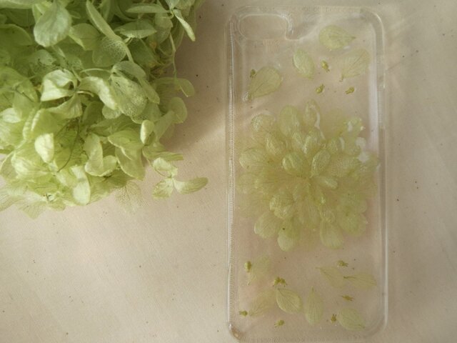 iPhone5ケース【リアルフラワー】あじさい緑の画像1枚目
