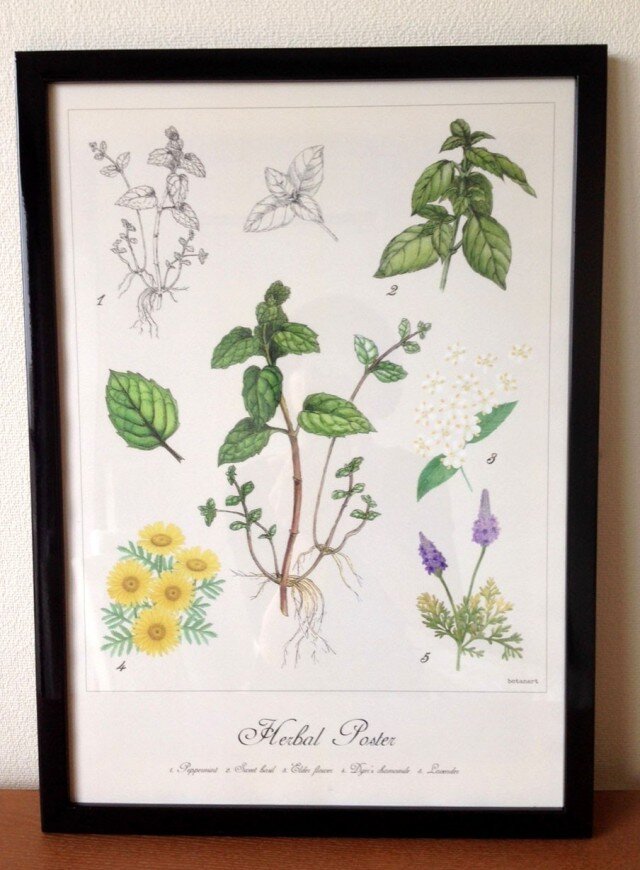 Herbal Poster 1の画像1枚目