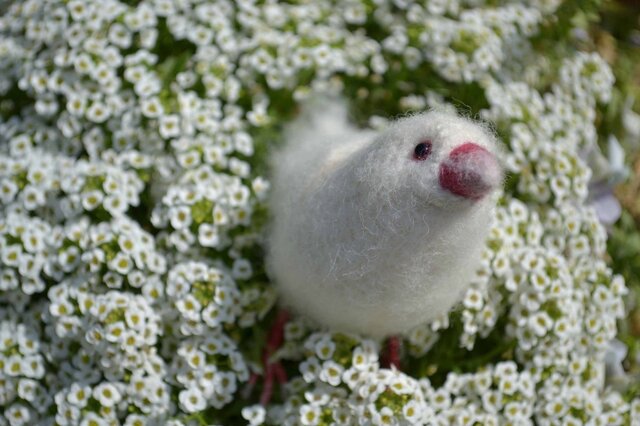 文鳥のあみぐるみの画像1枚目