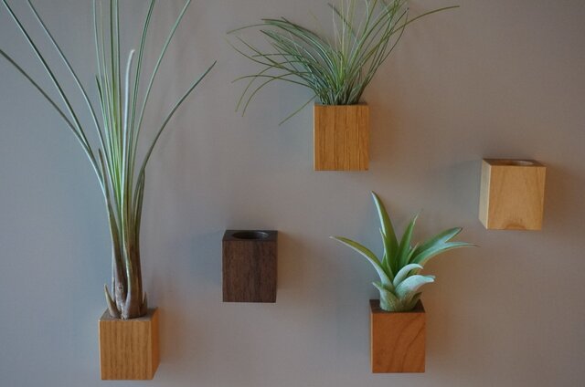 air-plants holder mの画像1枚目