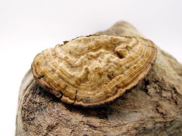 サルノコシカケ | iichi 日々の暮らしを心地よくするハンドメイドや