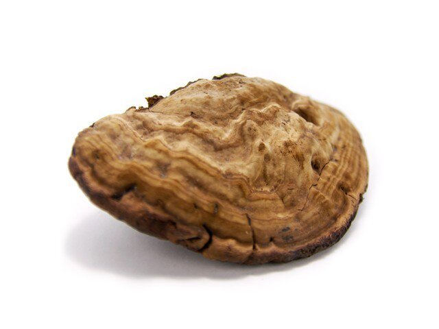 サルノコシカケ　アンティーク サルノコシカケ | iichi 日々の暮らしを心地よくするハンドメイドや