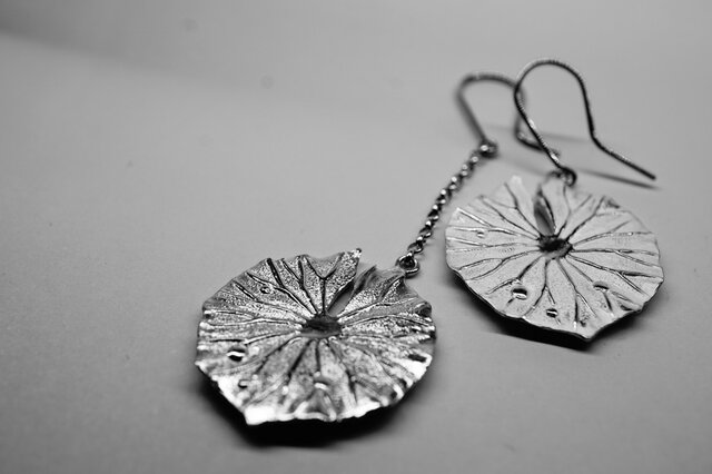 leaf of water lilyの画像1枚目