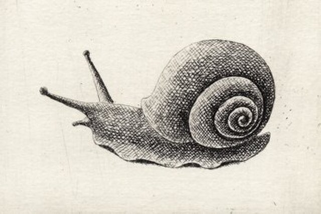 かたつむり/銅版画(額なし） | iichi 日々の暮らしを心地よくする