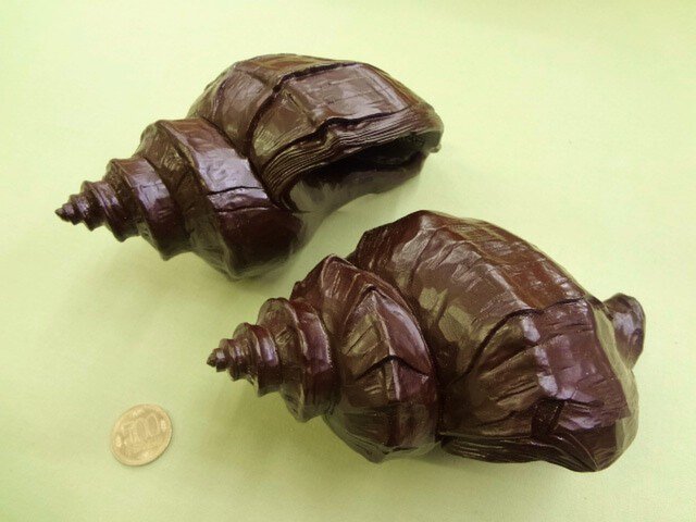 存在感のある「エゾほら貝」の画像1枚目