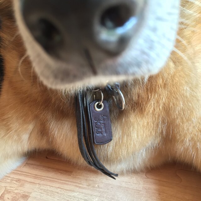 Dog tag ドックタグ の画像1枚目
