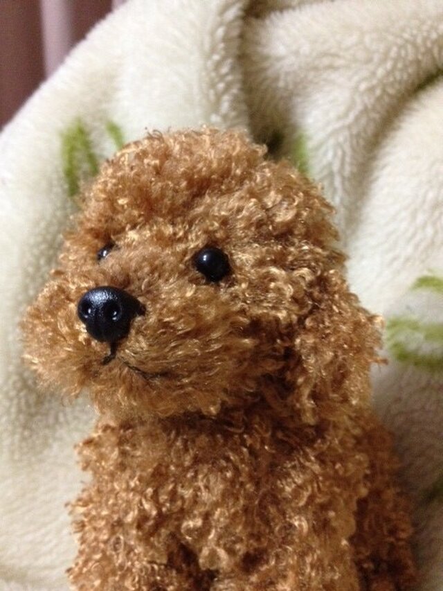 トイプードルの画像1枚目