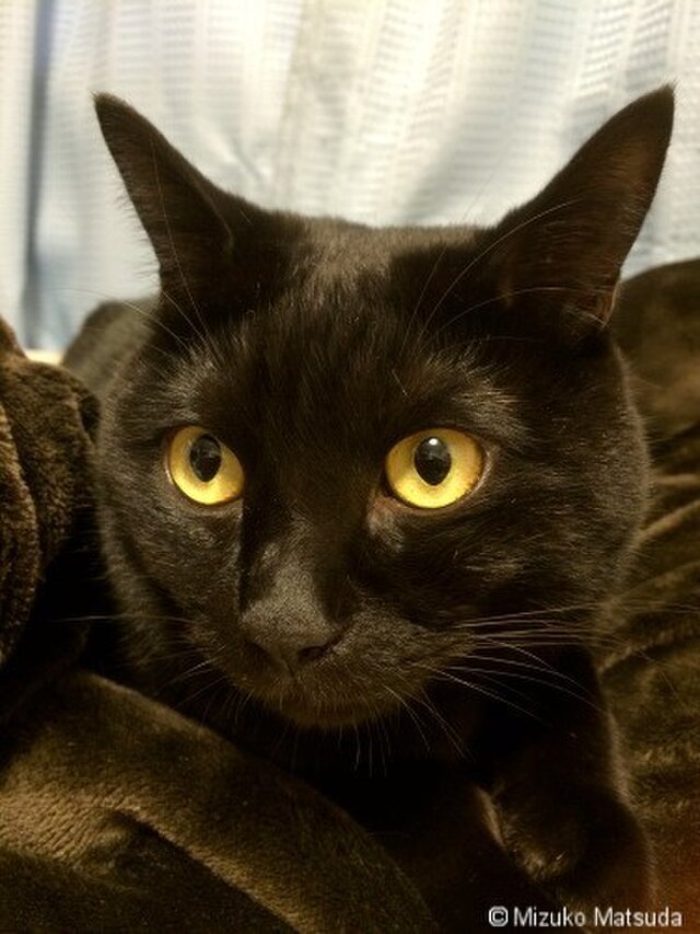 ポストカード 黒猫ヴィヴィ④ ５枚セット | iichi 日々の暮らしを心地よくするハンドメイドやアンティークのマーケットプレイス