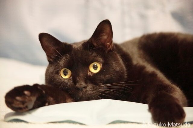 ポストカード 黒猫ヴィヴィ⑥ 5枚セットの画像1枚目