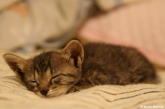 ポストカード 虎猫はな(子猫時代)② 5枚セットの画像1枚目