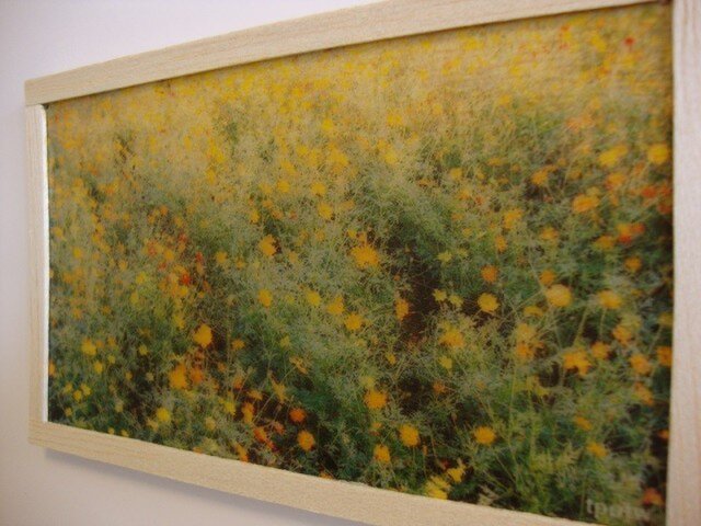 yellow flowersの画像1枚目