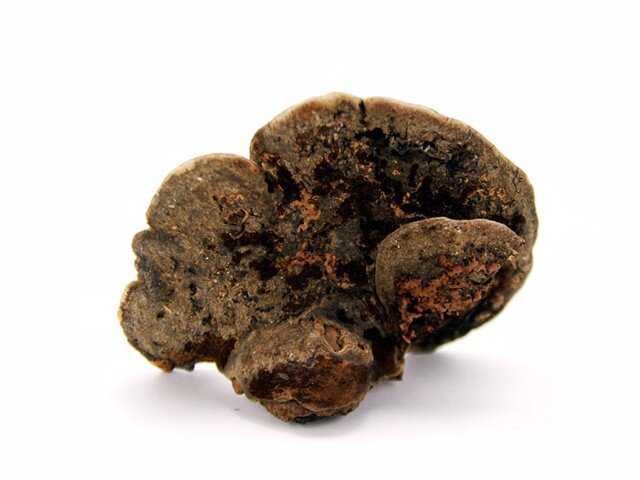 サルノコシカケ | iichi 日々の暮らしを心地よくするハンドメイドや