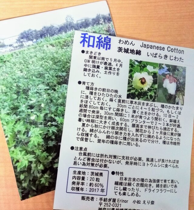 和綿の種 ※販売期間3/16~6/2までの画像1枚目