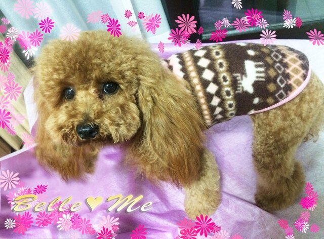 ｵｰﾀﾞｰ可能）トナカイ柄☆フード付きジャガードニット☆犬服 | iichi