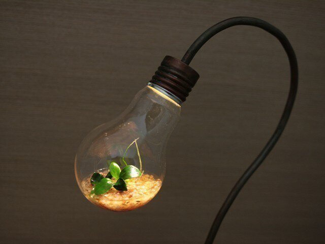 bulb terrariumの画像1枚目