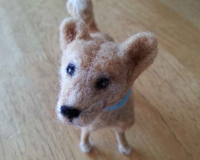 柴系mix犬の画像1枚目
