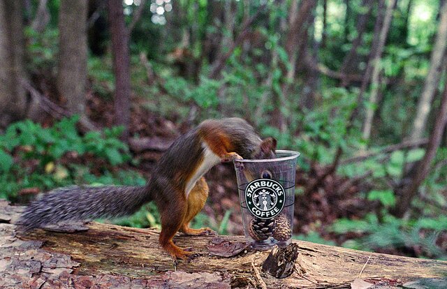 コーヒーブレイク・Nature photo frameの画像1枚目