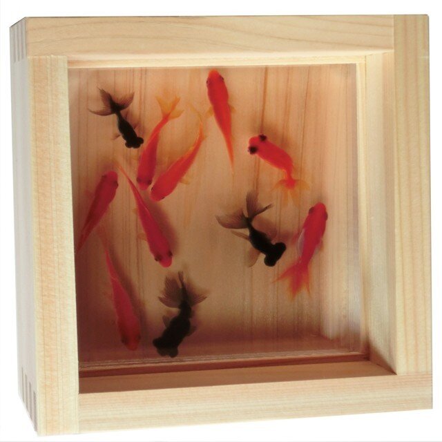 金魚アート 「寿/もみじ×緑」 樹脂 樹脂金魚 3D金魚 贈り物 ギフト 還暦