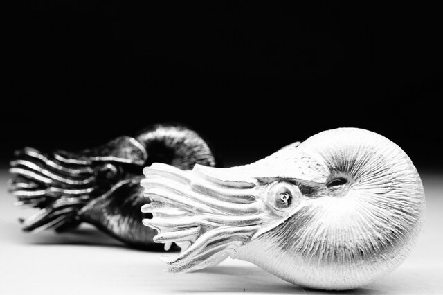 nautilusの画像1枚目