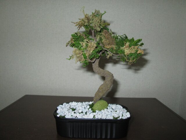 アートミニ盆栽 ★消臭効果あり★の画像1枚目