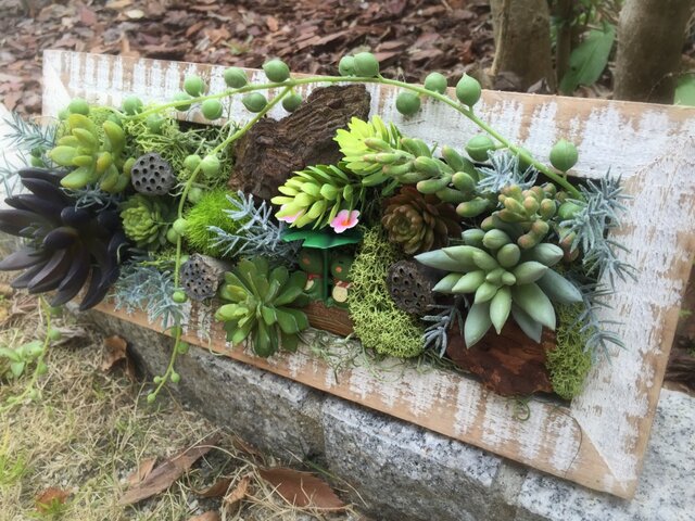 多肉植物アレンジメント(カエル)の画像1枚目