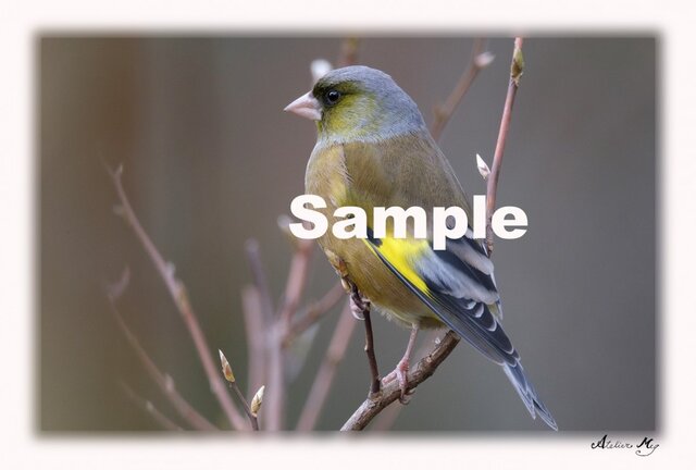 No.004 身近な野鳥たち その1 ポストカード5枚組 の画像1枚目