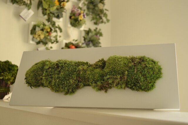 Forest mossの画像1枚目