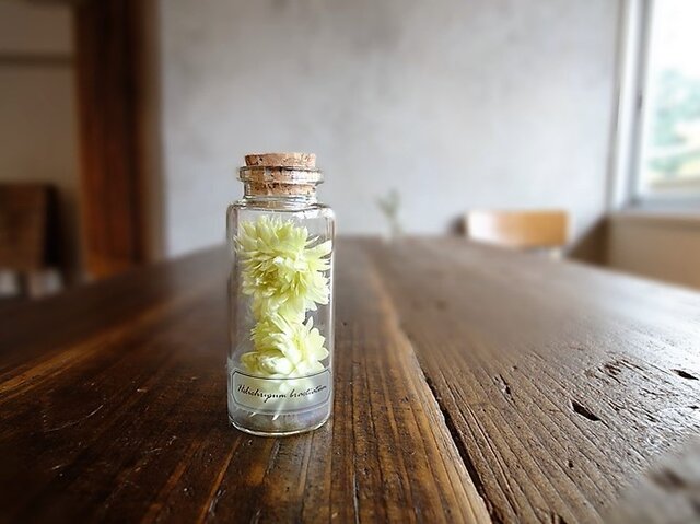 【展示のみ】植物標本 Botanical Collection■No.1-A ヘリクリサム グリーンの画像1枚目