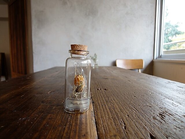 【展示のみ】植物標本 Botanical Collection■No.5-A ニゲラの花 ホワイトの画像1枚目