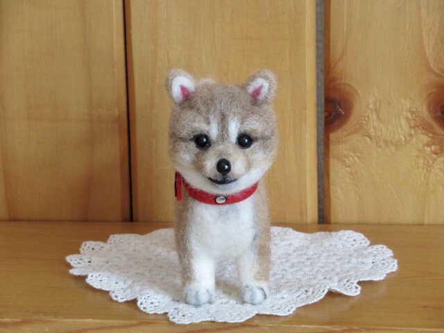 柴犬 子犬の画像1枚目