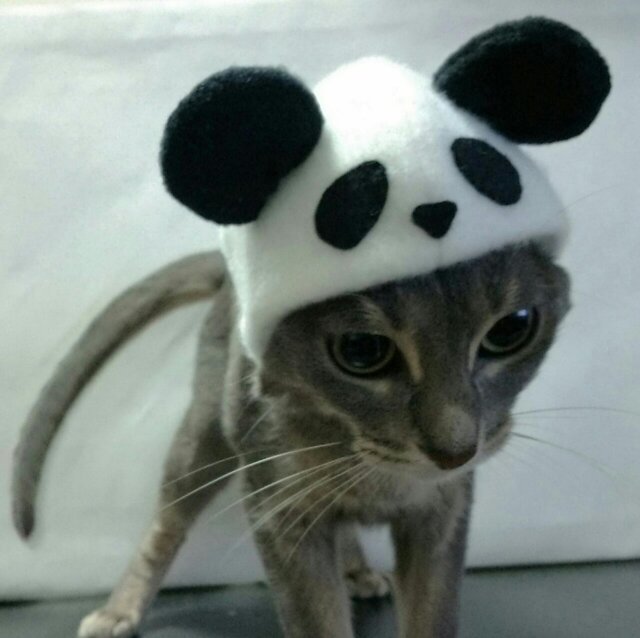 受注制作】パンダの被り物